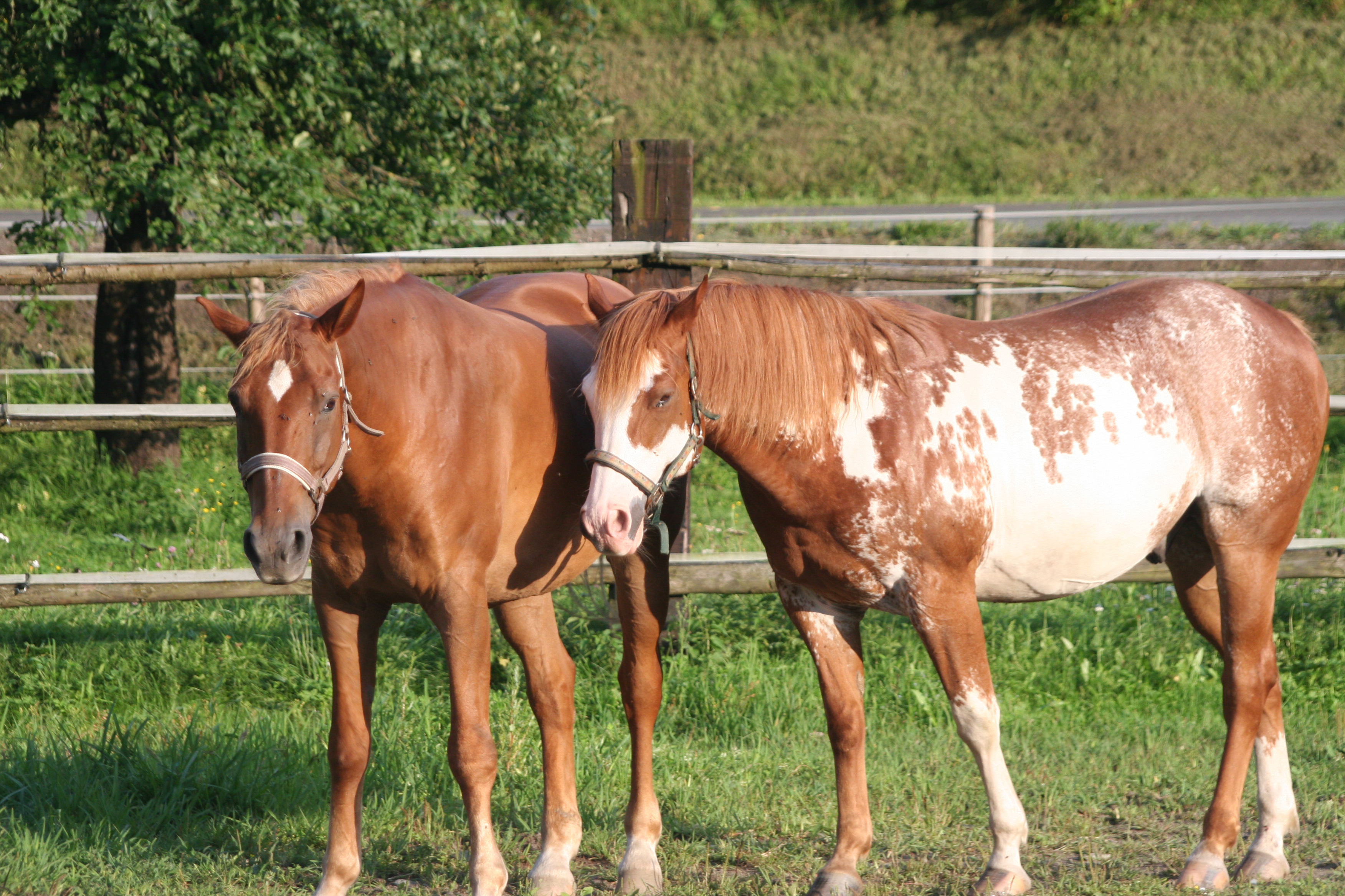 Pferdesuche - Westernreiten - Westernpferde